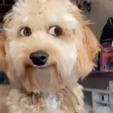 Figurinha de Cachorros para WhatsApp