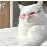 Gatos WhatsApp sticker