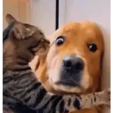 Figurinha para WhatsApp