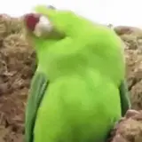 Animais WhatsApp sticker