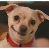 Figurinha para WhatsApp