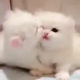 Gatos WhatsApp sticker