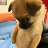 Figurinha de Cachorros para WhatsApp