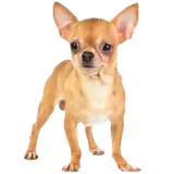 Figurinha de Cachorros para WhatsApp