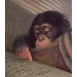 Memes WhatsApp sticker