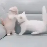 Figurinha de Gatos para WhatsApp