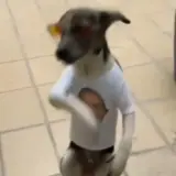 Figurinha de Cachorros para WhatsApp