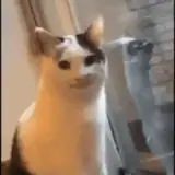 Figurinha de Gatos para WhatsApp