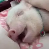 Sticker de Animais para WhatsApp