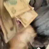 Sticker de Cachorros para WhatsApp