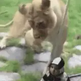 Figurinha de Animais para WhatsApp