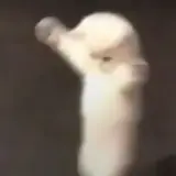 Figurinha de Animais para WhatsApp