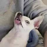 Figurinha de Cachorros para WhatsApp