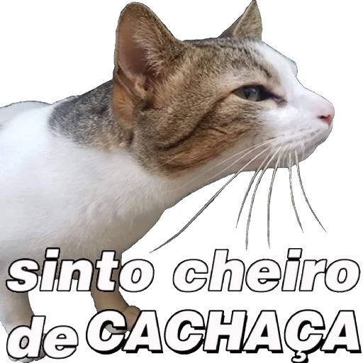 Figurinha para WhatsApp — Memes Brasileiros