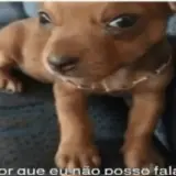 Figurinha de Cachorros para WhatsApp