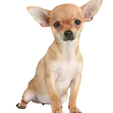 Figurinha de Cachorros para WhatsApp