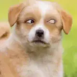 Cachorros WhatsApp sticker