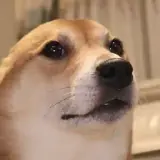 Sticker de Cachorros para WhatsApp