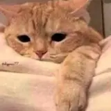 Figurinha de Gatos para WhatsApp