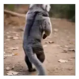 Figurinha de Animais para WhatsApp