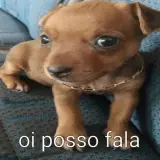 Cachorros WhatsApp sticker