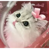 Figurinha de Gatos para WhatsApp