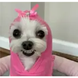 Figurinha de Cachorros para WhatsApp