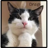 Figurinha de Gatos para WhatsApp