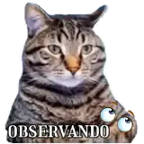 Gatos WhatsApp sticker