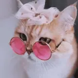 Gatos WhatsApp sticker