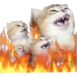 Figurinha de Gatos para WhatsApp