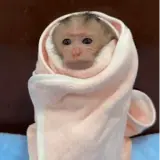 Figurinha de Animais para WhatsApp