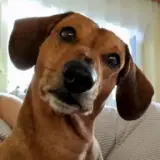 Figurinha de Cachorros para WhatsApp