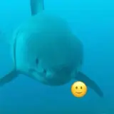 Figurinha de Animais para WhatsApp