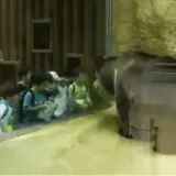 Figurinha de Animais para WhatsApp