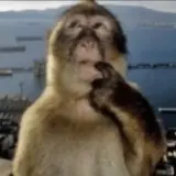 Figurinha de Animais para WhatsApp