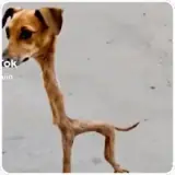 Figurinha de Cachorros para WhatsApp