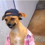 Figurinha de Cachorros para WhatsApp