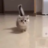 Figurinha de Gatos para WhatsApp