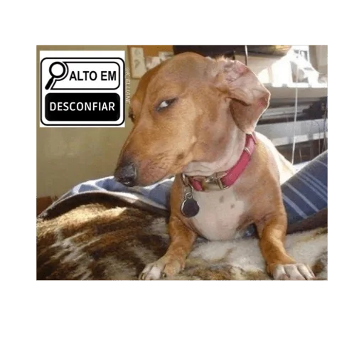 Figurinha para WhatsApp — Cachorros