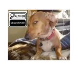 Figurinha de Cachorros para WhatsApp