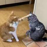 Figurinha de Gatos para WhatsApp