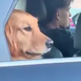 Figurinha para WhatsApp