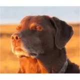 Figurinha de Cachorros para WhatsApp