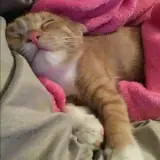 Figurinha para WhatsApp