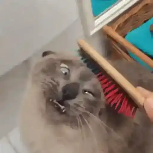 Coletadas sticker 445