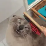 Figurinha para WhatsApp