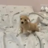 Sticker de Cachorros para WhatsApp