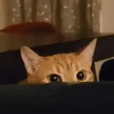 Figurinha de Gatos para WhatsApp