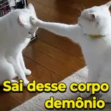Figurinha de Gatos para WhatsApp